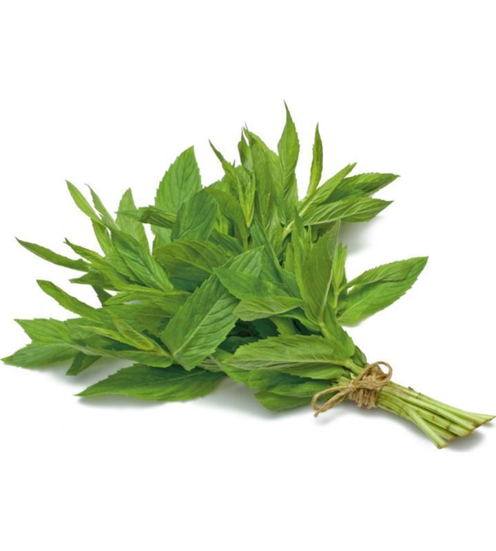 Fresh Mint Leaves